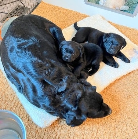 Upcoming Litters/Available Dogs