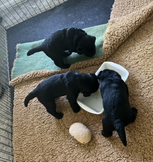 Pups Eating
