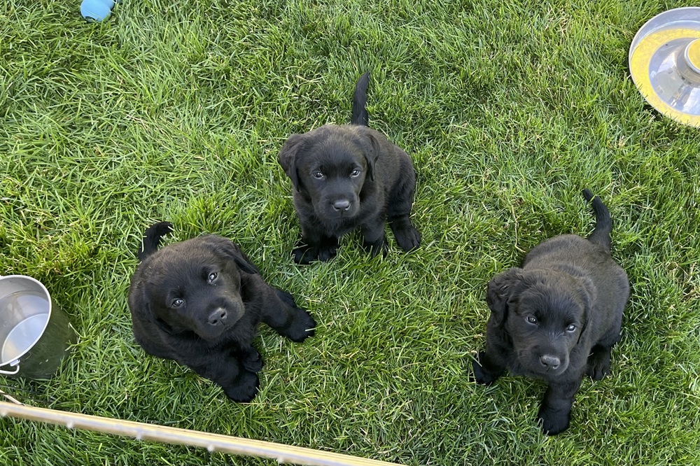 Pups Eating