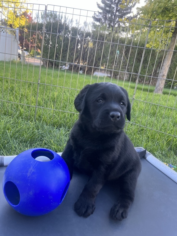 Upcoming Litters/Available Dogs